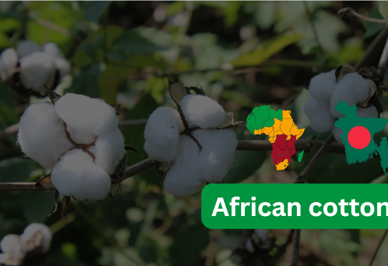 Africa cotton supplier to Bangladesh